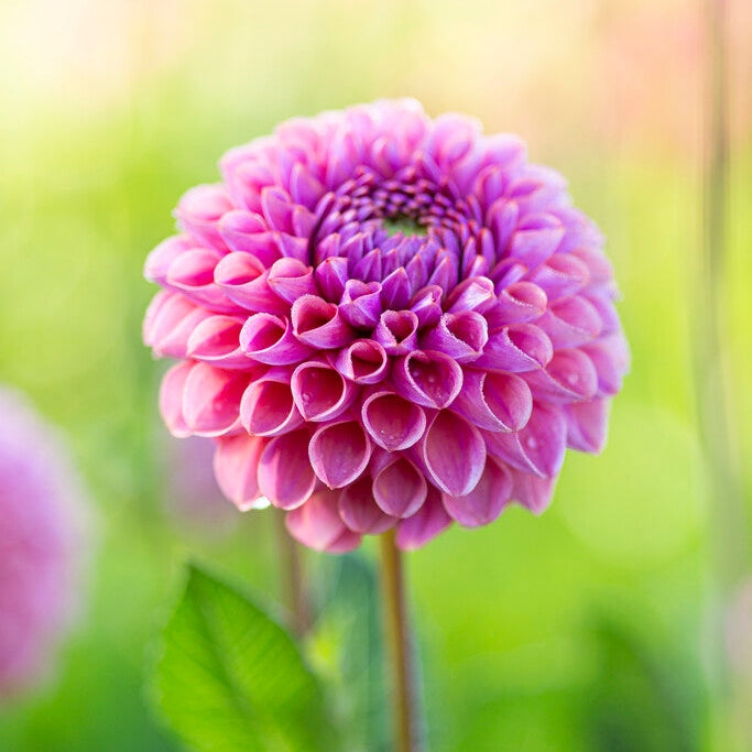 Dahlia Boll Caitlins Joy 1-pakke